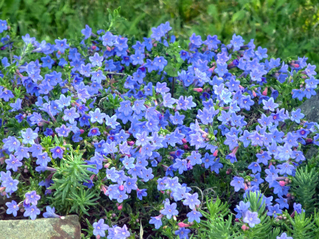 Lithodora diffusa 'haevenly blue' photo